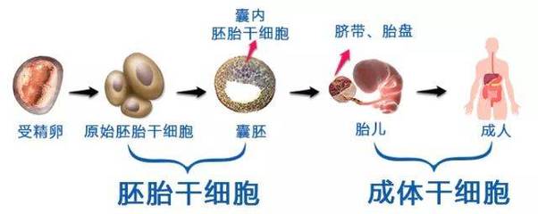 干細(xì)胞熱潮 人體干細(xì)胞技術(shù)開(kāi)發(fā)與應(yīng)用前景